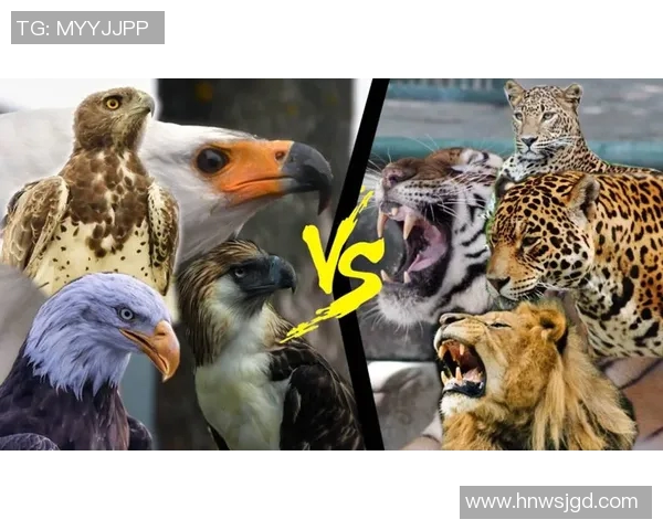 东珀斯老鹰与西南骇客激战正酣谁能在赛场上笑到最后 东珀斯老鹰与西南骇客激战正酣谁能在赛场上笑到最后